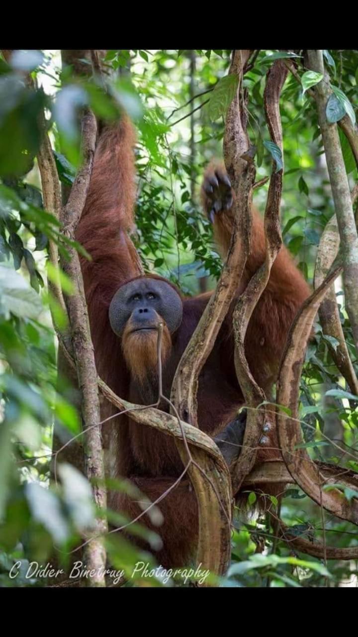 Sawah Resto Bungalow & Jungle Trekking Bukit Lawang Bagian luar foto