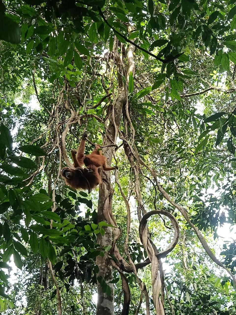 Sawah Resto Bungalow & Jungle Trekking Bukit Lawang Bagian luar foto