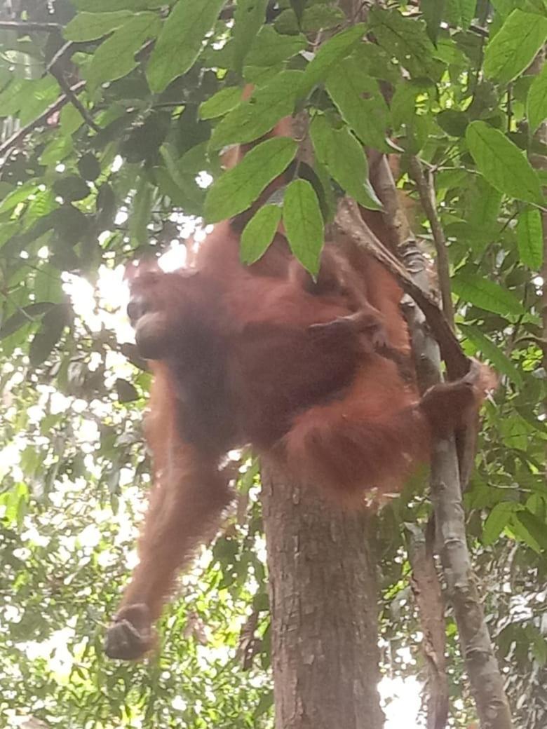 Sawah Resto Bungalow & Jungle Trekking Bukit Lawang Bagian luar foto